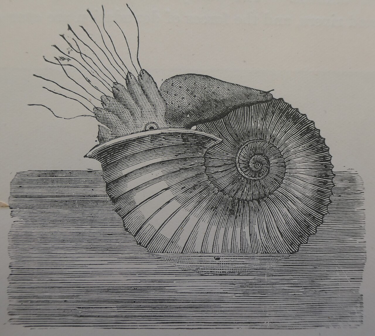 Ammonite depicted from fossil