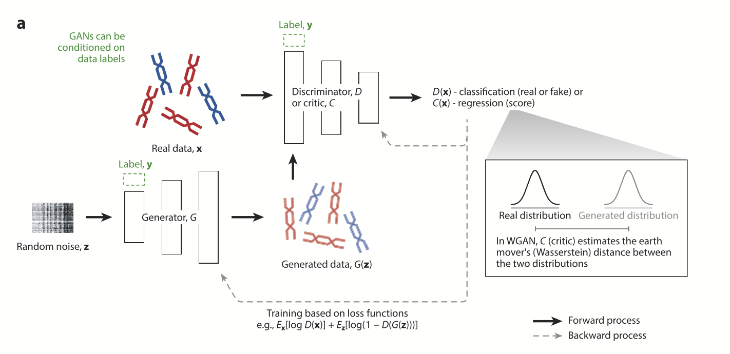 Architecture of a generative adversial network in the context of synthetic genomes